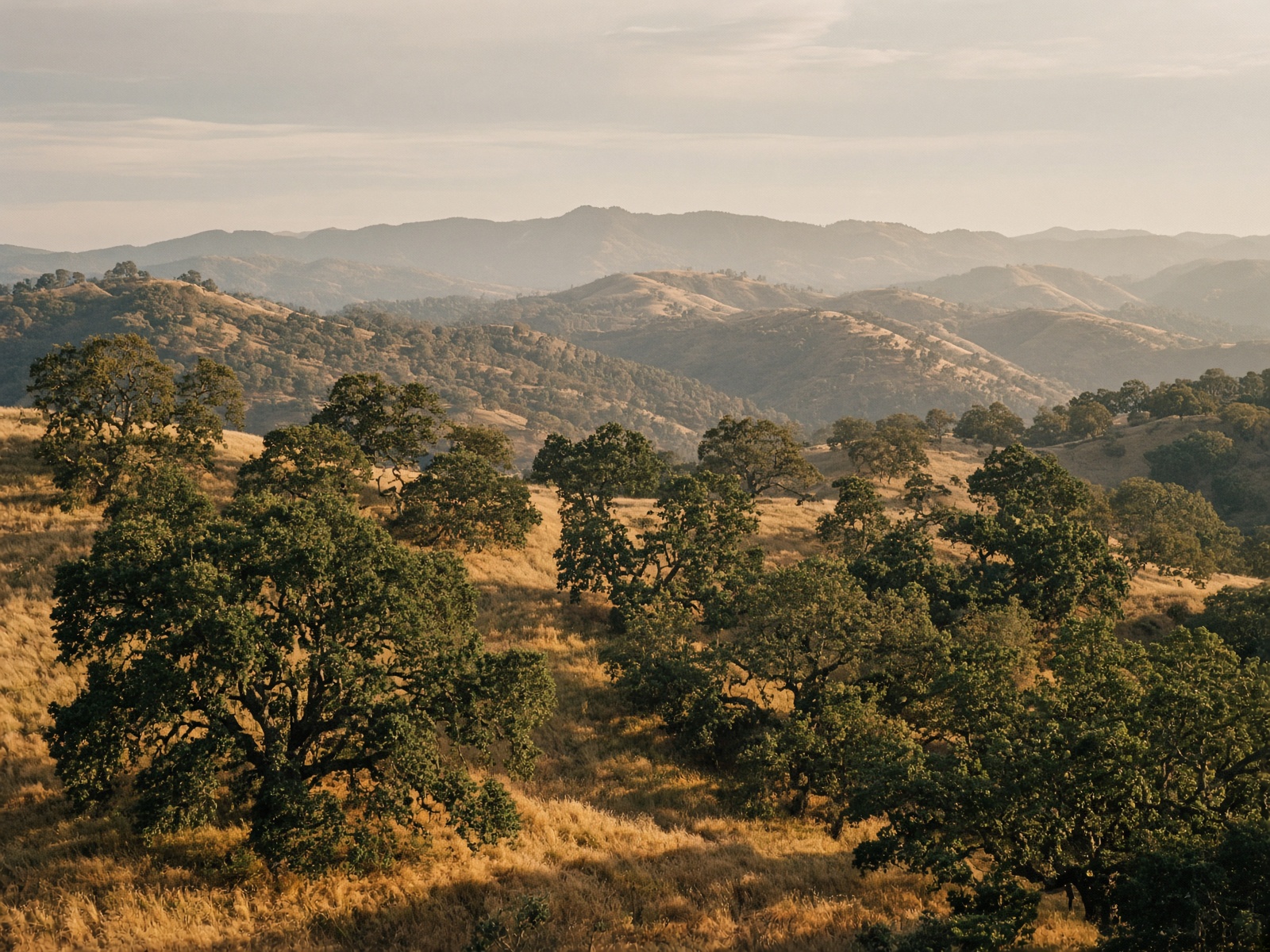 Oak-studded Sierra foothills in long raking light